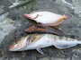 釣果.jpg