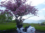 P1050025.jpg