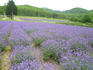 P1050619.jpg