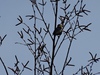 DSC00036.jpg