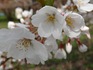 DSC00189.jpg