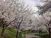 DSC00256.jpg